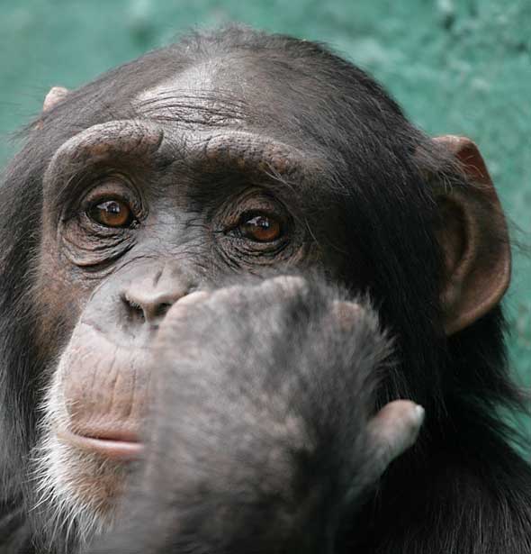 http://guardianlv.com/wp-content/uploads/2012/07/Chimpanzees-escaped-from-home-in-Northwest-Las-Vegas-guardian-express-ifrackle.jpg