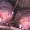 Naked Mole Rat Goo Secret to Cancer Resistance Naked Mole Rat Goo Secret to Cancer Resistance