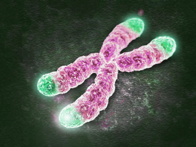 Aging process affected by lifestyle and telomere length