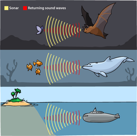 Bats, Dolphins and the Genetic Evolution of Echolocation – Guardian