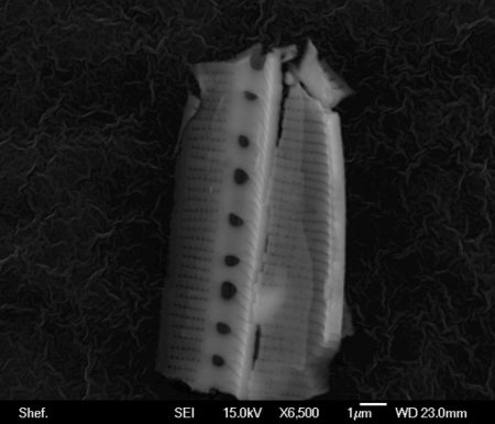 Image of frustule shown on a scanning electron microscope