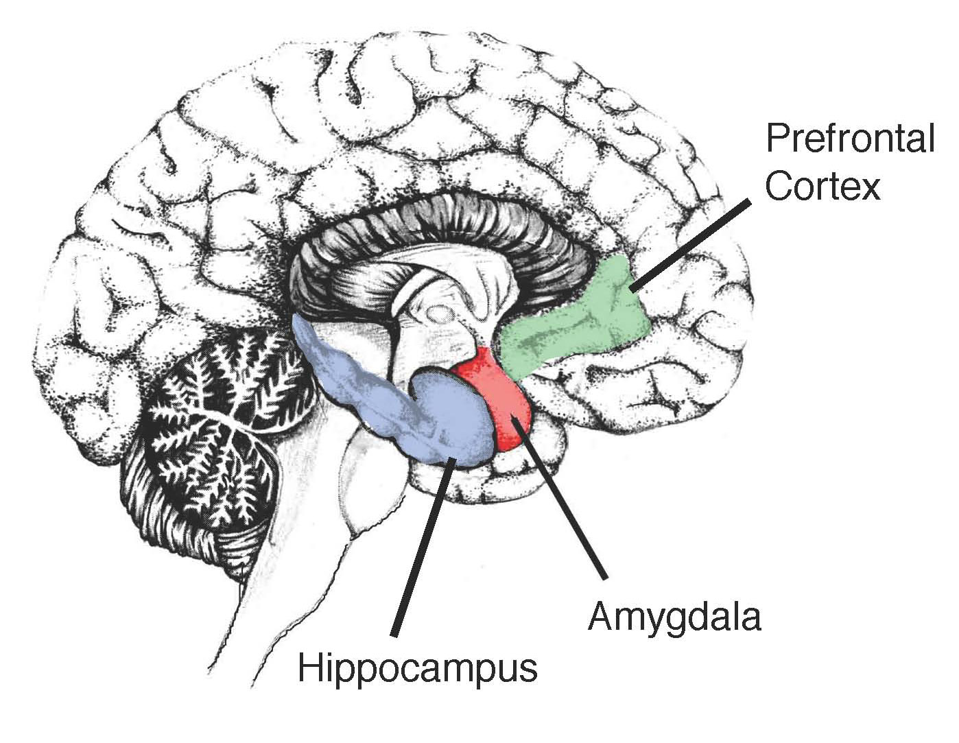 Hippocampus; Ammon Horn; Cornu Ammonis; Hippocampal Formation; Subiculum