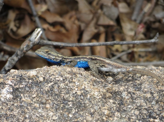 Eastern-fence-lizard-lust-less-blue-comp