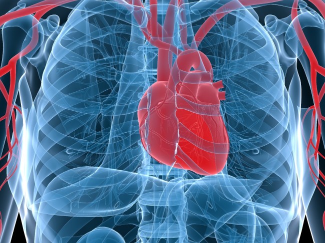 cardiovascular disease, chiropractic, reduce, heart disease