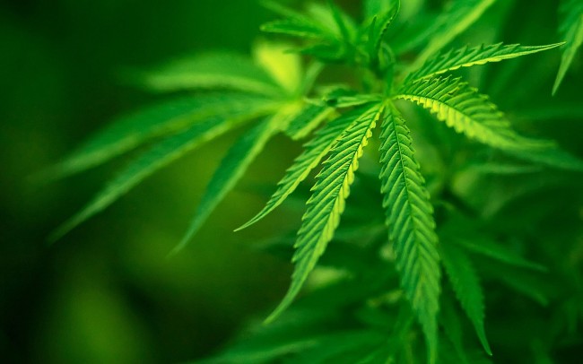 Cannabis in Colorado