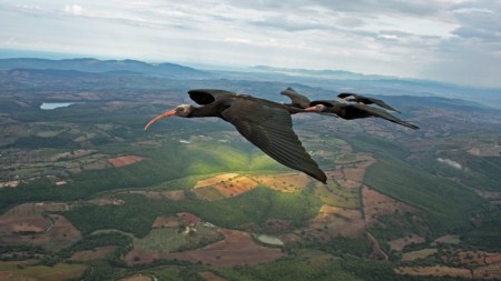 Northern bald ibises adopting V formation in flight over Tuscany