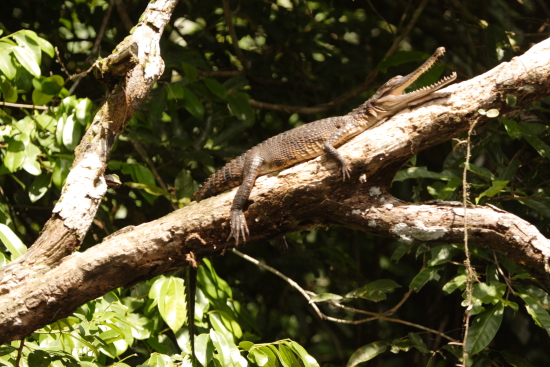 Crocodiles-Climb-Trees-Use-Tools-and-Do-Surveillance.jpg