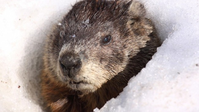Groundhog-Day-Prediction-Both-Right-and-Wrong-650x365.jpg (650×365)