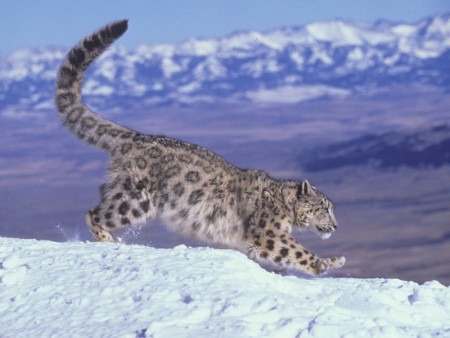Endangered Species, Leopard, Snow Leopard, Ecosystem, Conservation
