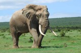 Drones in Kenya to Combat Elephant and Rhino Poaching Drones in Kenya to Combat Elephant and Rhino Poaching