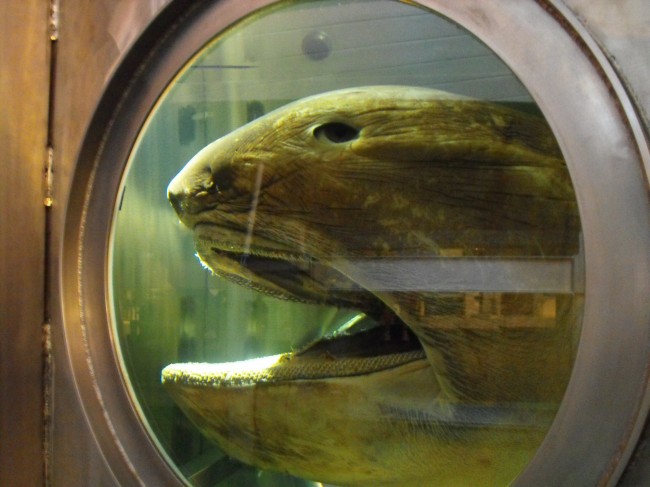 megamouth-shark-found-off-coast-of-japan-guardian-liberty-voice