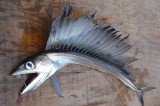 Terrifying Looking Lancet Fish Washes Up on North Carolina Beach Terrifying Looking Lancet Fish Washes Up on North Carolina Beach