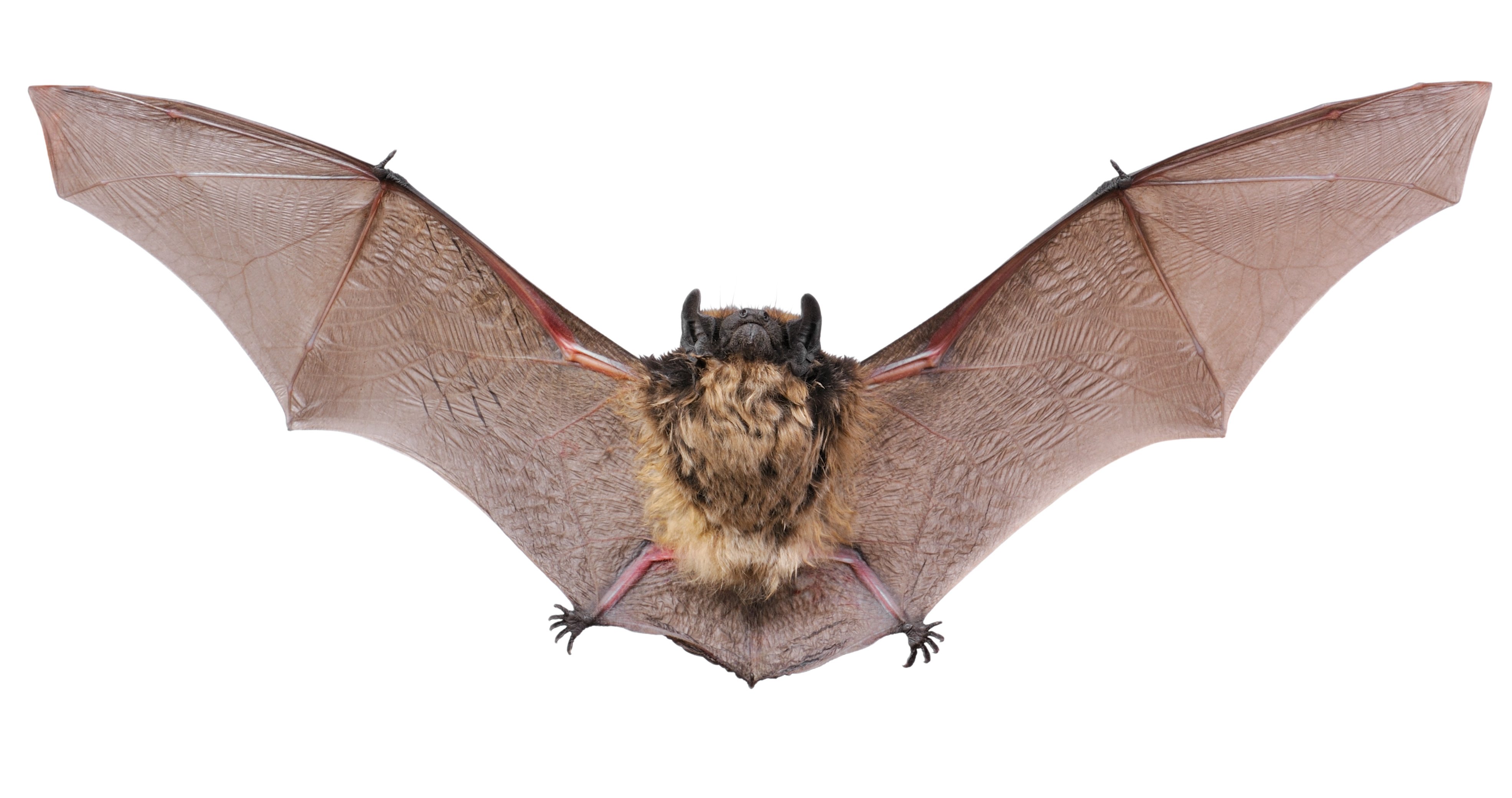 Bats: Common Myths and How to Repel Them · Guardian Liberty Voice