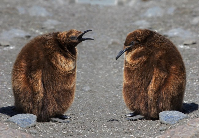 king penguin chicks