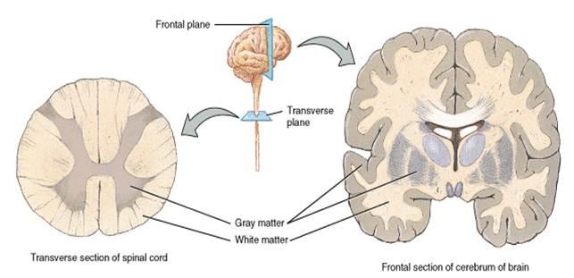 surgical treatment of pancreatic diseases