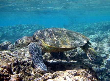 Cape Verde Islands