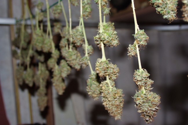 Massachusetts Bust Finds 1 Ton of Marijuana – Guardian ...
