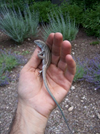 Lesbian-Lizards-a-Hybrid-Species-Out-of-