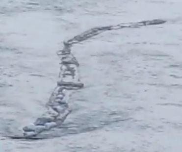 Icelandic worm monster Lagarfljótsormur spotted