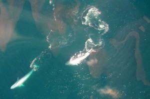 blue whales surface feeding