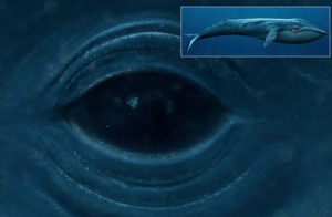 life size blue whale