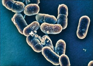 listeriosis bacterium