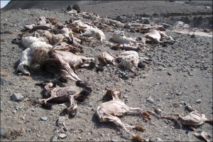 India Bone-Chilling Cold Weather Surprises Northern Parts Without Heating Systems