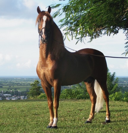 Puerto_rican-Paso-Fino-Horse-chestnut