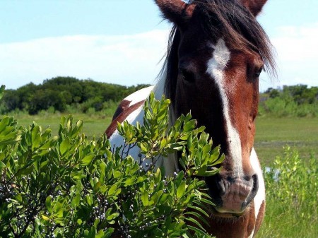 horse-13