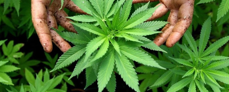 Marijuana Moms More Powerful Than Soccer Moms medical marijuana