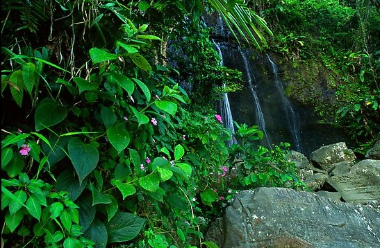 Waterfall in rain forest,