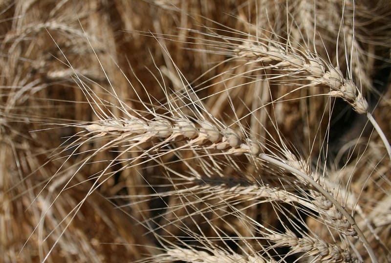 wheat