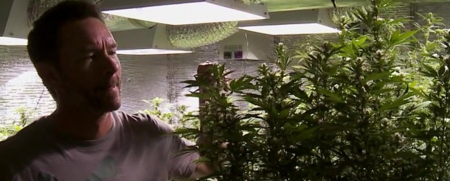 -GrowingMarijuana734