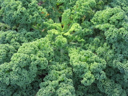 Kale King of Greens