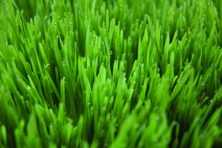 Wheatgrass the Powerful Life Force Generator