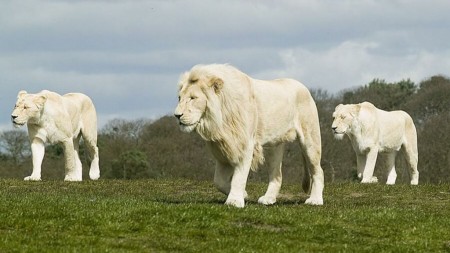 Endangered White-Lion of Africa really reincarnated Mast