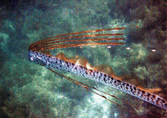 Sea Serpents Do Exist (Video) 1 oarfish