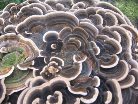 breast cancer and turkeytail