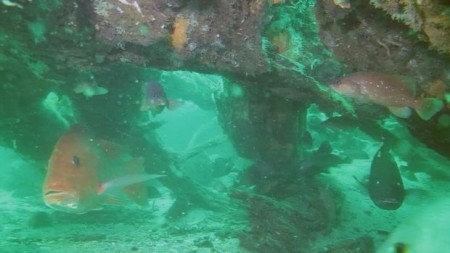 50,000 Year Old Cypress Forest Discovered Under Gulf Of Mexico
