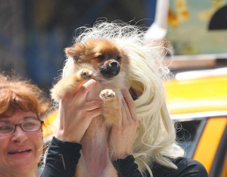 Amanda Bynes Puppy Love 1 Amanda Bynes Puppy Love