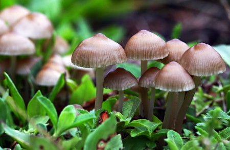 Psychadelics Show Promise for PTSD Treatment Baby_mushrooms_