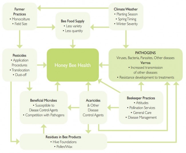 Honey Bee Stress Factors