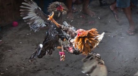 Princess Irina Walker Pleads Not Guilty to Cockfighting Charges 1 Cockfighting-Bali-by-Jason-lunn-7223