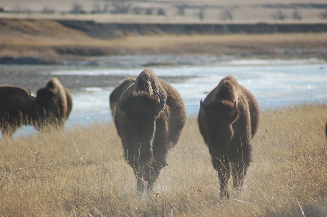 Buffalo Return to the Great Plains 1 Buffalo Return to the Great Plains