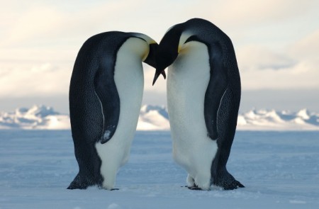 Homosexuality within the Wildlife