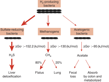 Methanogens and Methane Production