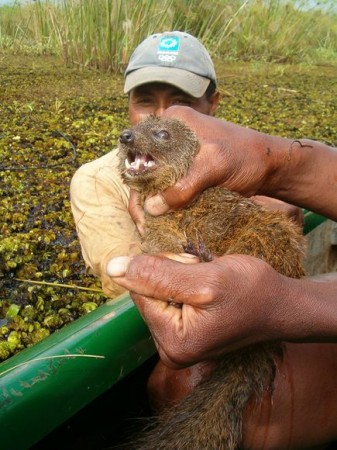 Olinguito Being Held by Researchers
