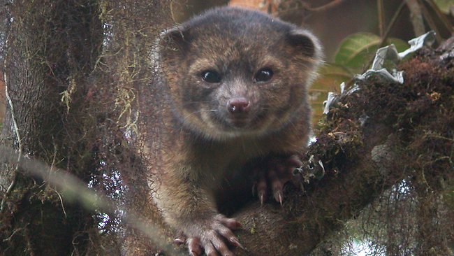 Olinguito New Carnivore Discovered