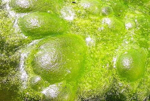 Ancient Protein Linked to Ancestors of All Life