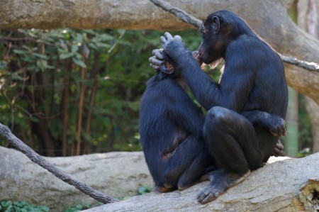 chimpanzee homosexuality